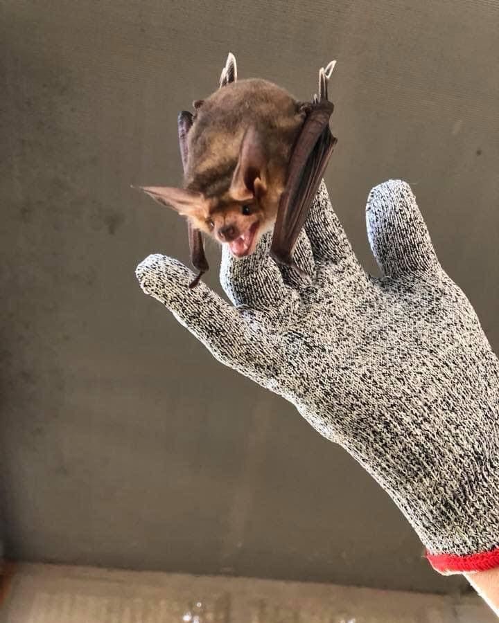 Meet a Bat with Pacific Wildlife Care South Bay Community Center Inc
