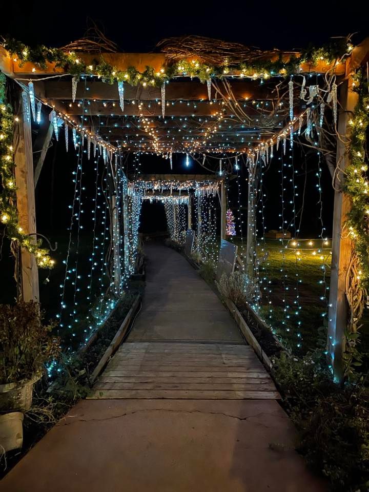 Christmas lights and tree lighting display! The Teapot on Wheels