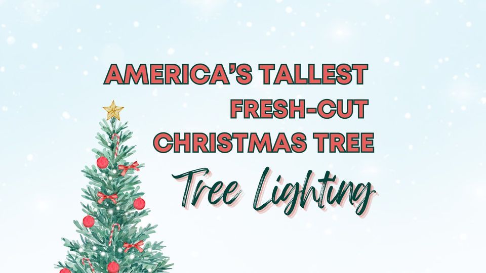 Christmas Tree Lighting Americas Tallest FreshCut Christmas Tree