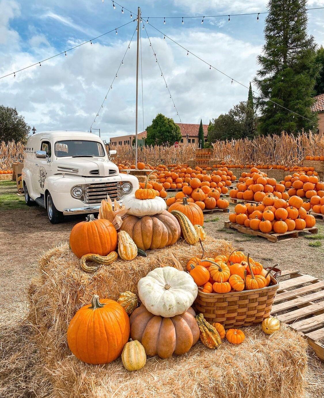 Pumpkin Patch