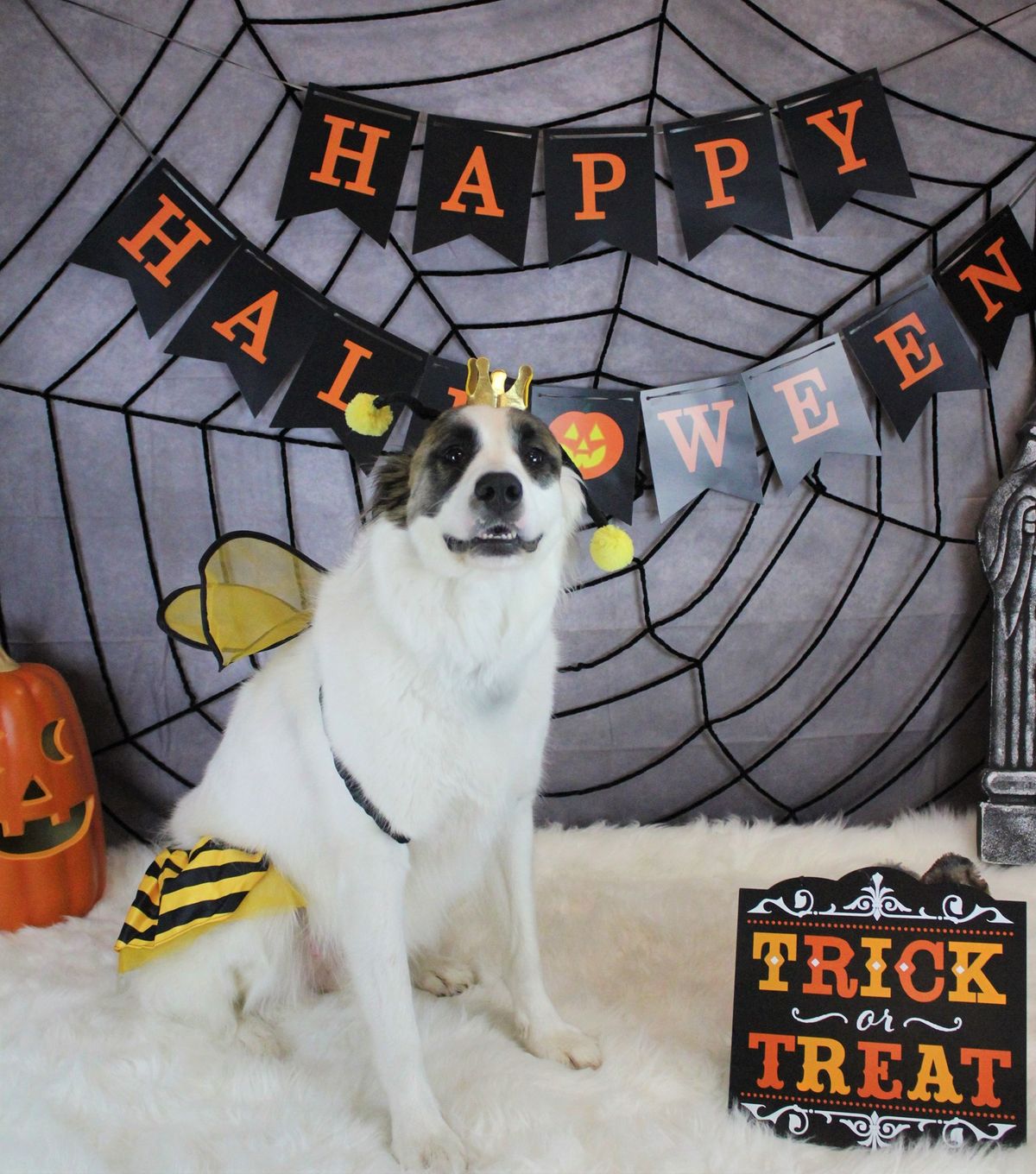 Halloween Pictures benefiting Tails of Hope Dog Rescue