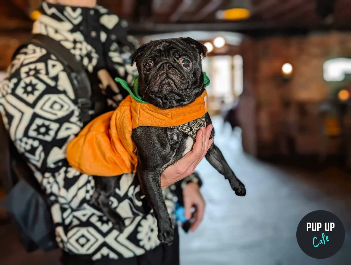  Halloween Pug Pup Up Cafe - Leeds \ud83c\udf83