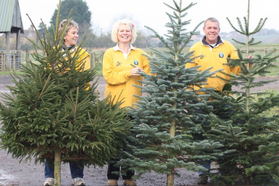 Christmas Trees on sale in the Roundhouse Over Farm, Over Gloucester