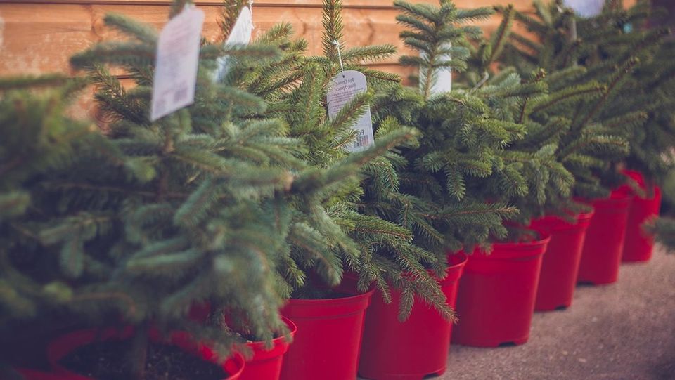 Sustainable Christmas Tree Sale Deeply Rooted Landscapes 2nd Street