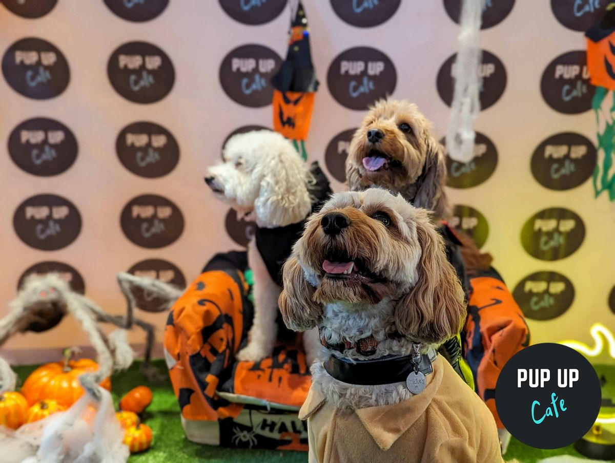  Halloween All Paws Pup Up Cafe - Leeds \ud83c\udf83