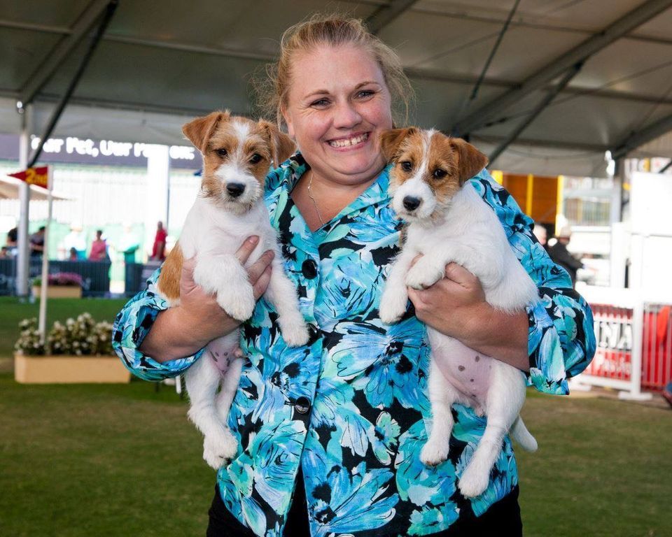 Jack Russell breed judging at Sydney Royal Easter Dog show