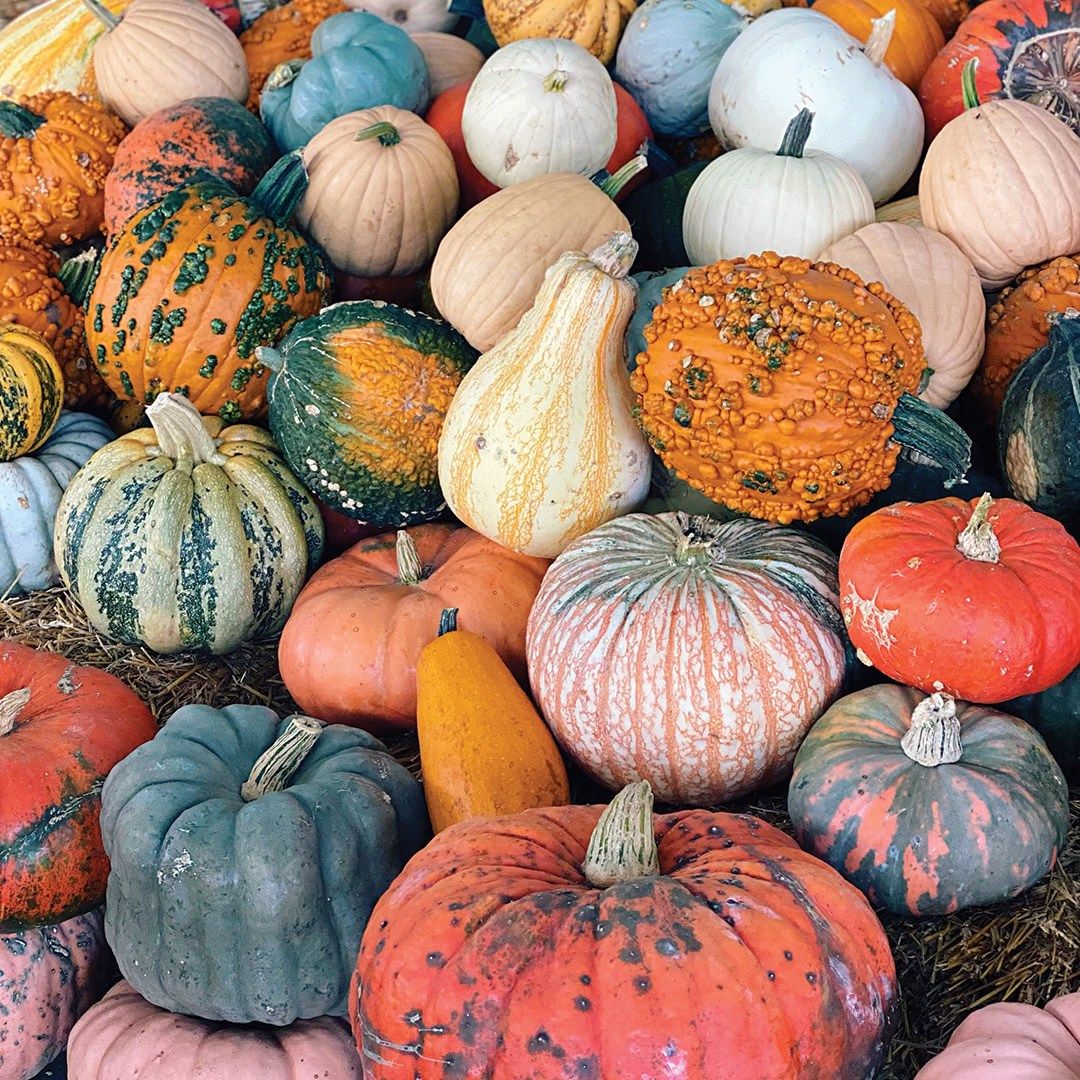 Dallas Farmers Market Pumpkin Patch