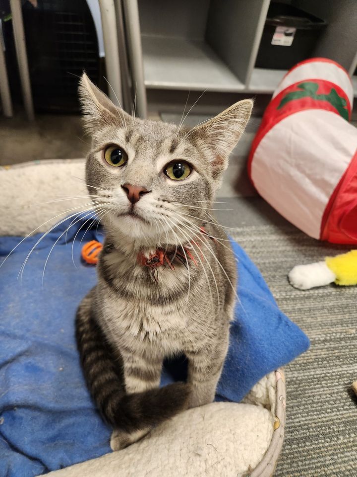 Ring in the New Year Adoption Event with The Kitten League PetSmart