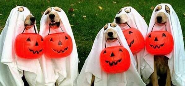 Annual Halloween Pawty & Pet Parade