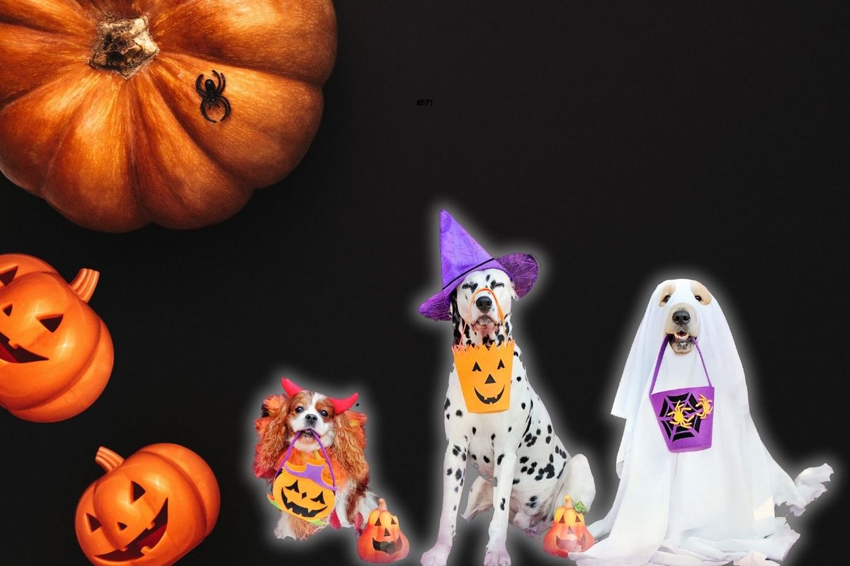 The Halloween Costume Contest For Dogs