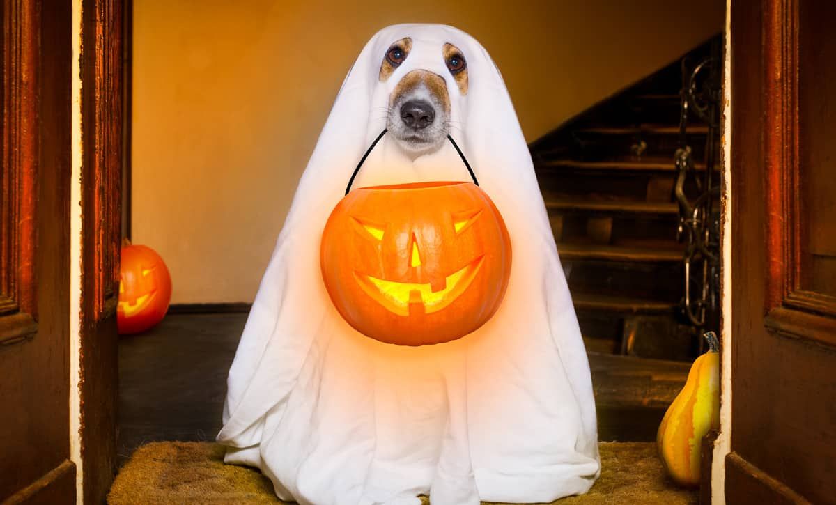 Doggoween Costume Contest!