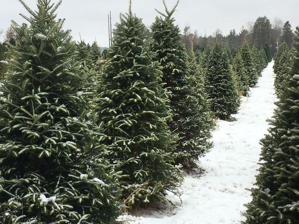 Christmas Tree Harvest Stake's Tree Farm, Rudolph, WI December 8 to