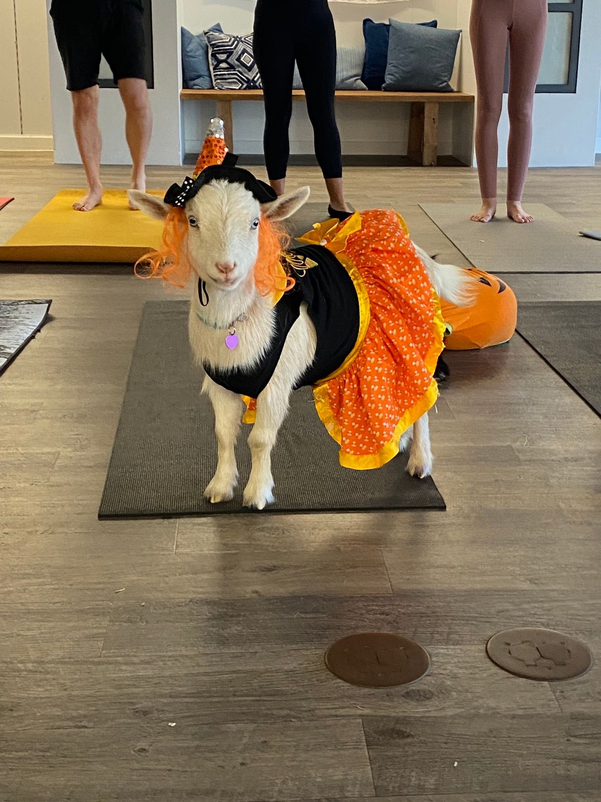 Halloween Goat Yoga! 