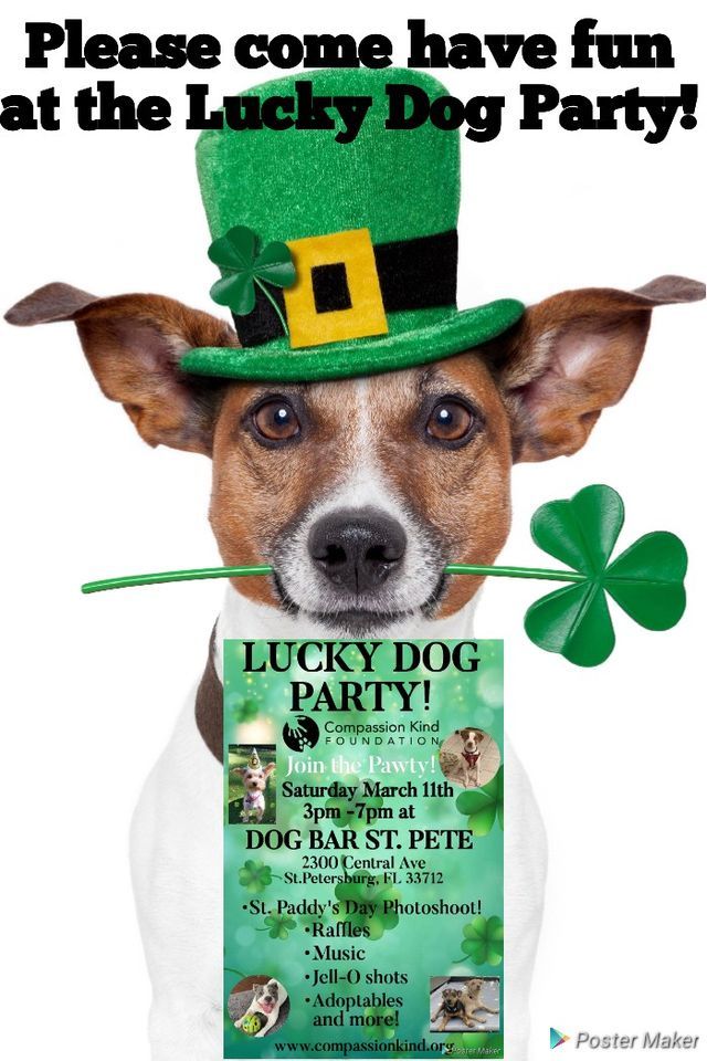 LUCKY DOG PARTY!??? | Dog Bar St. Pete, Saint Petersburg, FL | March 11,  2023