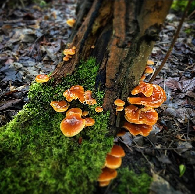 Samhain Foraging Hill Walk