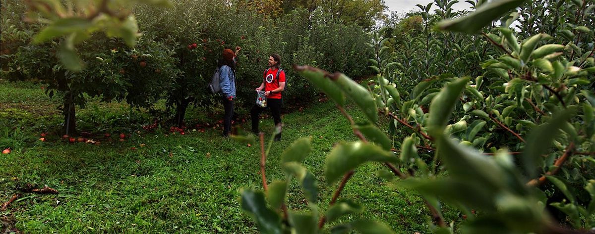 Apple Picking Day Trip from NYC