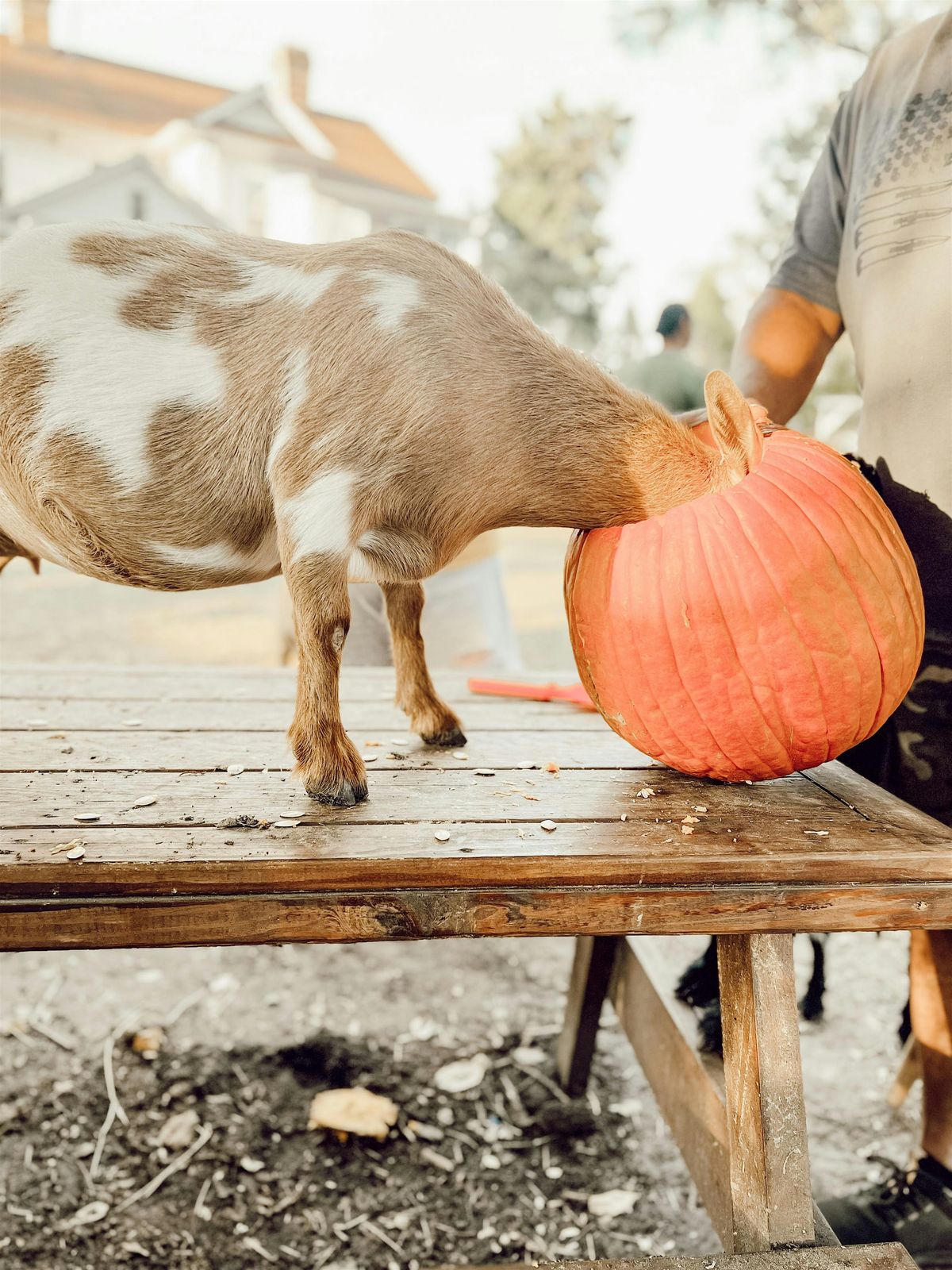 Pumpkin Carving with Goats!!