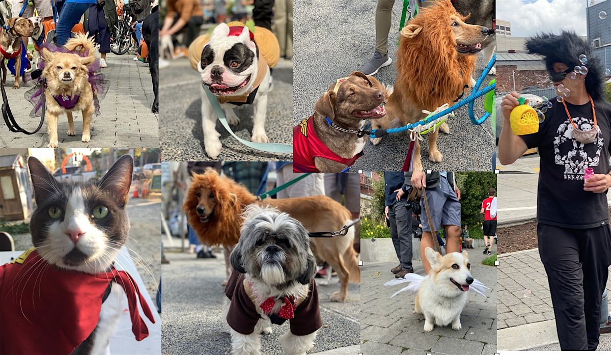 Hayes Valley Pet Parade!