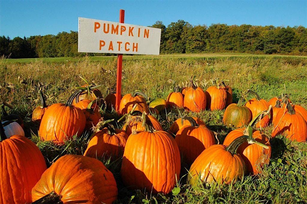 It's fall, y'all! Join us at the Pumpkin Patch!