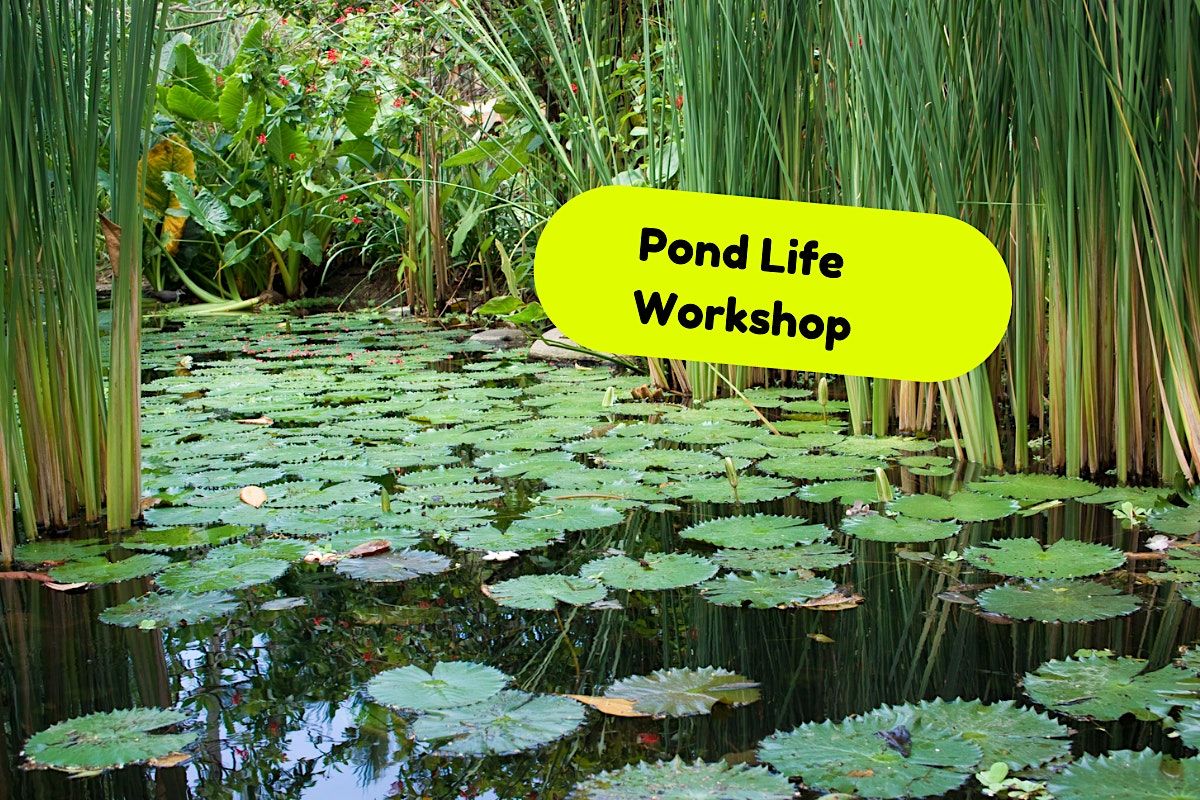 Pond life  & Minibeasts Unplug & Play
