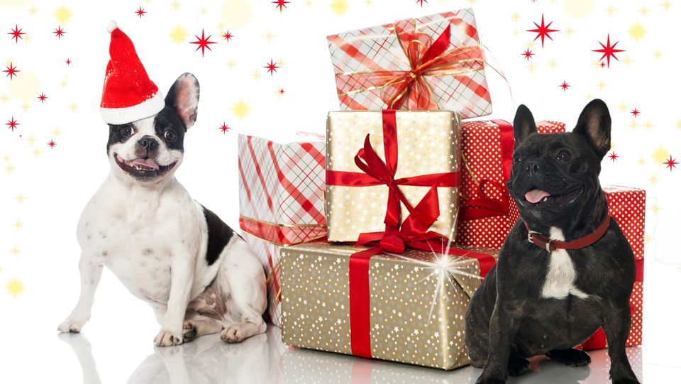 Adoption Event at Feeders Fairborn Feeders Pet Supply (Fairborn, OH