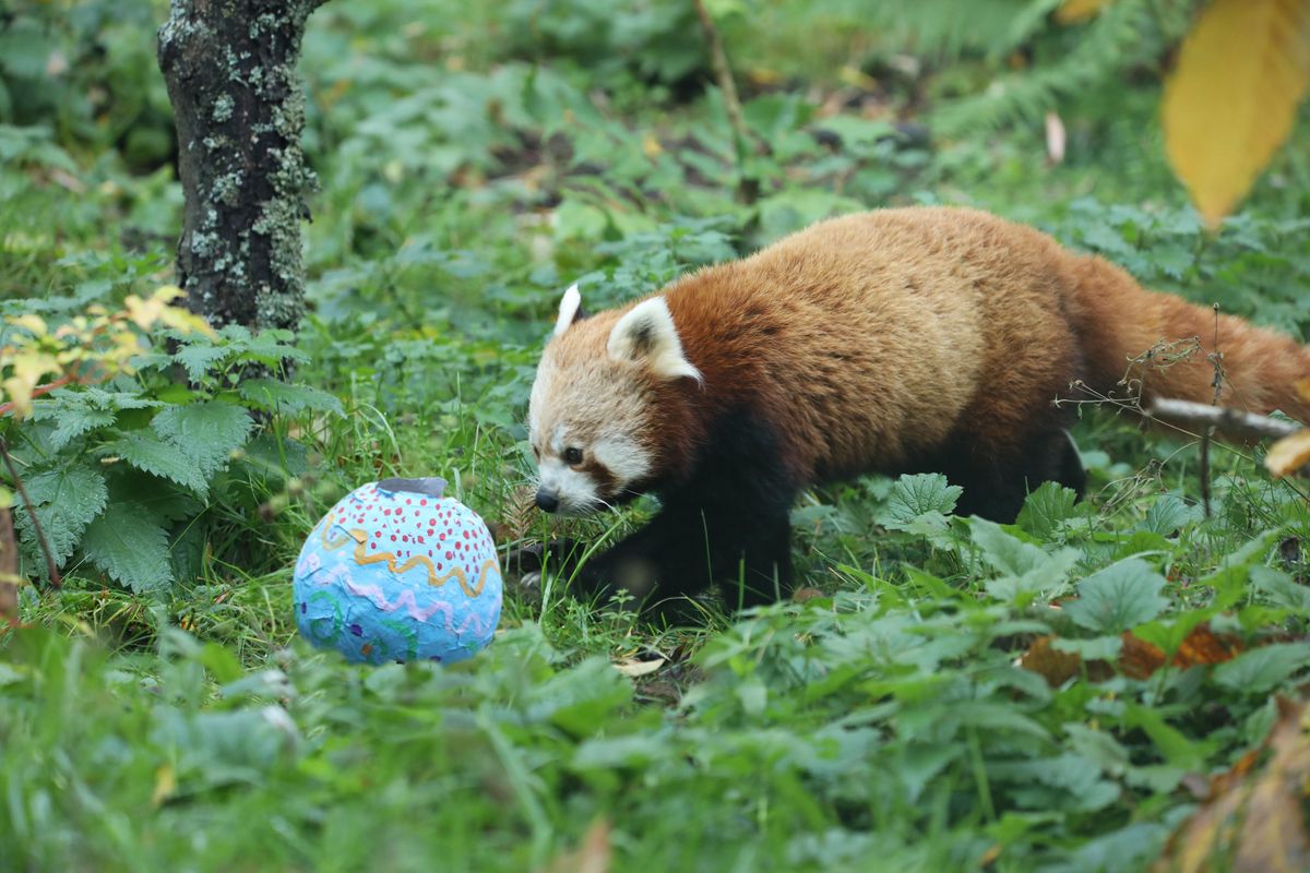Easter Weekend Lunches at Edinburgh Zoo