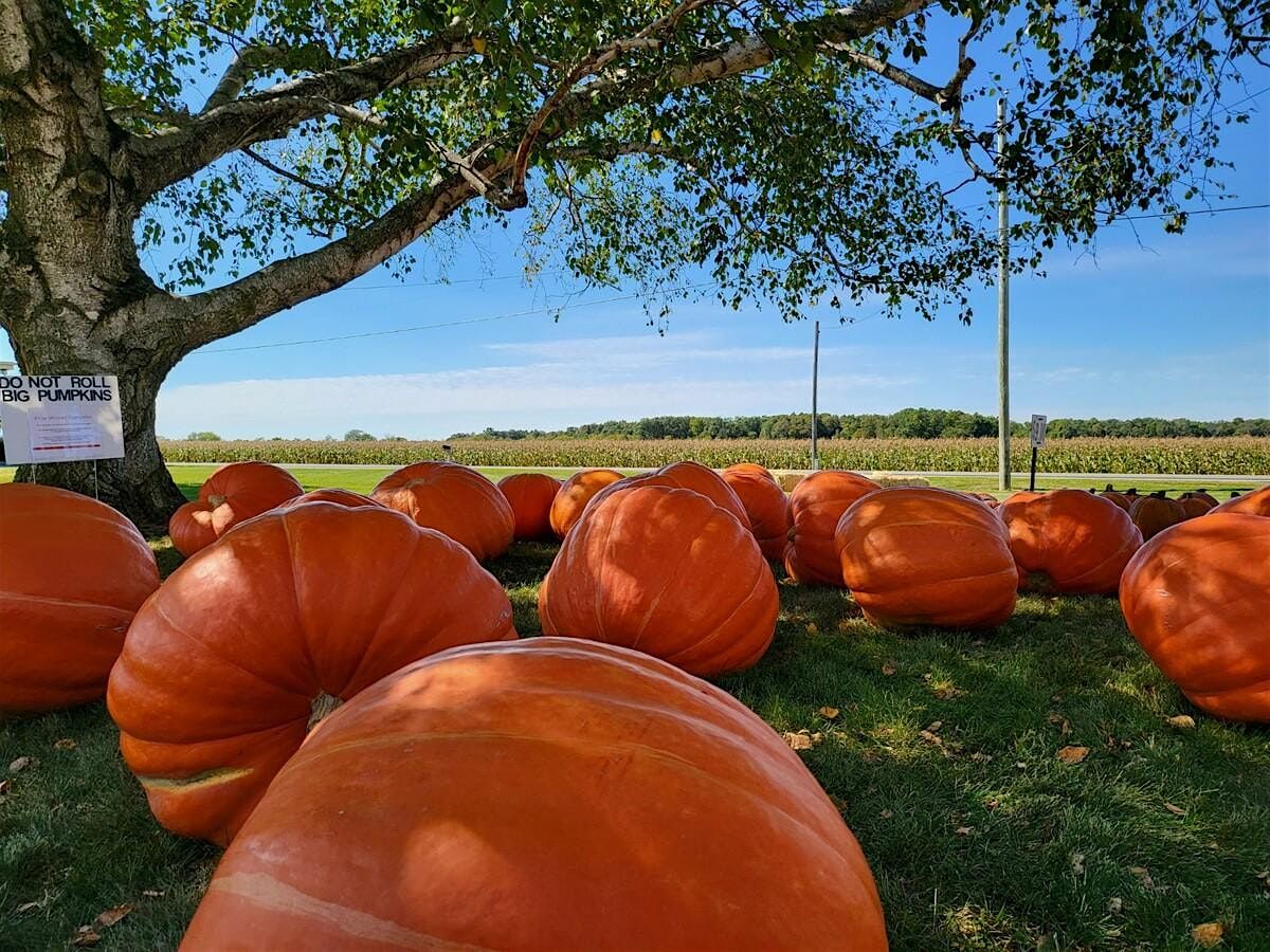 Kurtz Pumpkin Patch