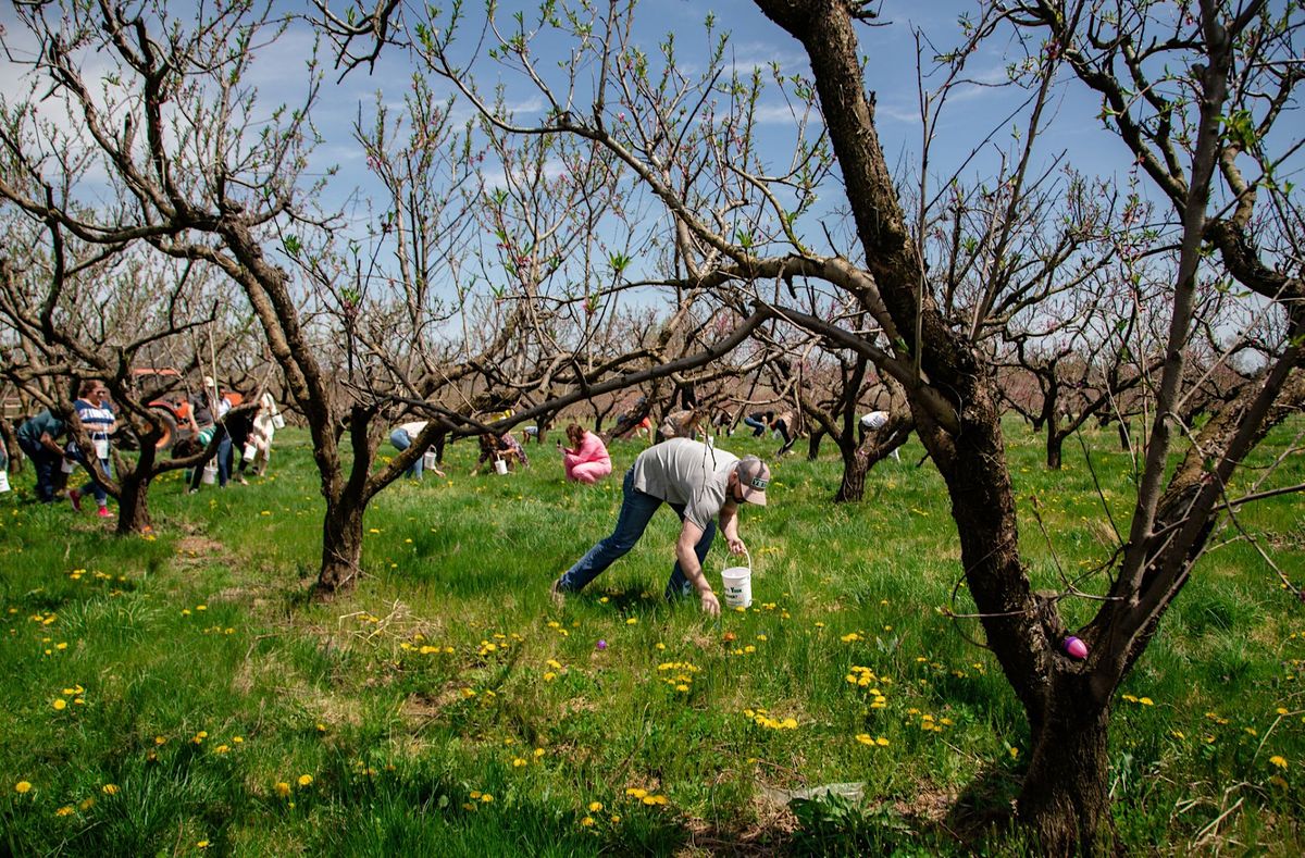 Adult Egg Hunt Great Country Farms, Bluemont, VA April 8, 2023