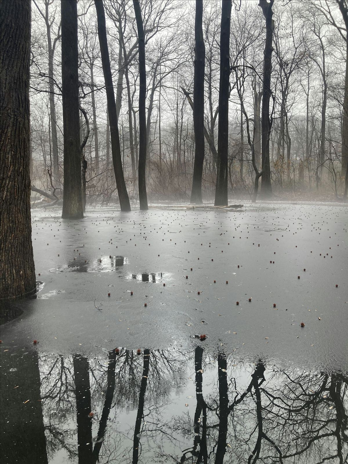 Forest Park Halloween Magic Plant Guided Hike