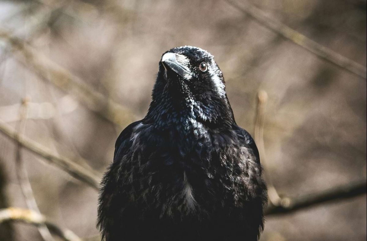 Welcome To Night Vale - Murder Night In Blood Forest with Erin McKeown at The Danforth Music Hall