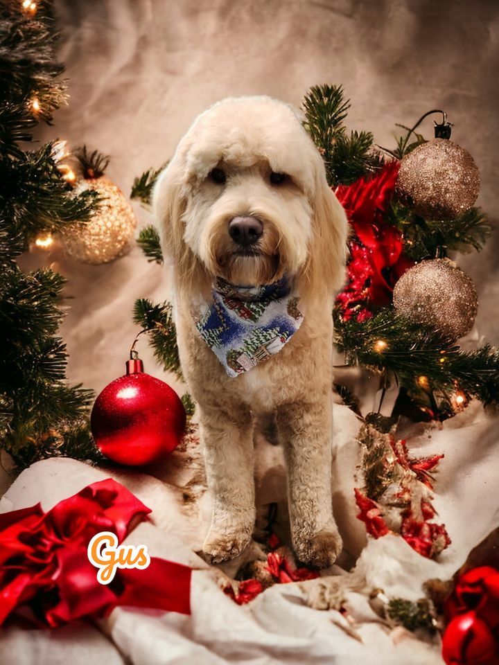 Christmas pictures with your furbabies. Bubbles N Glitz Dog Grooming