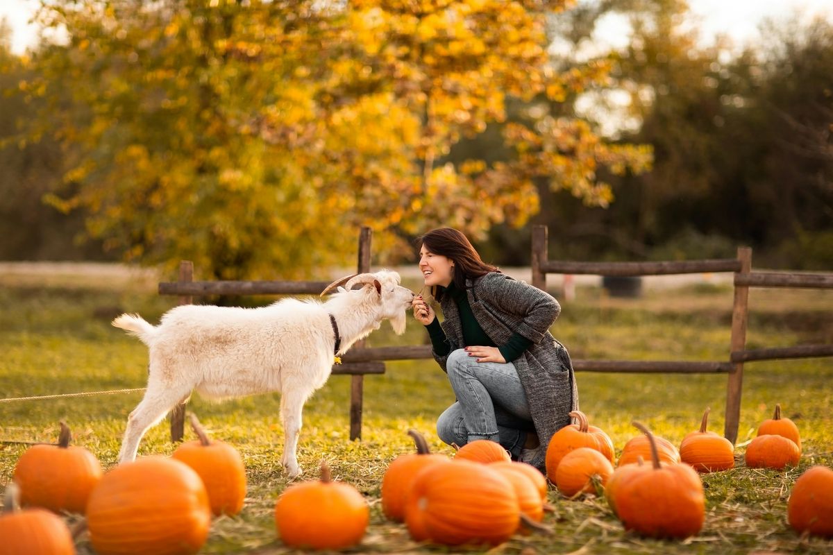 Pumpkin Carving with Goats