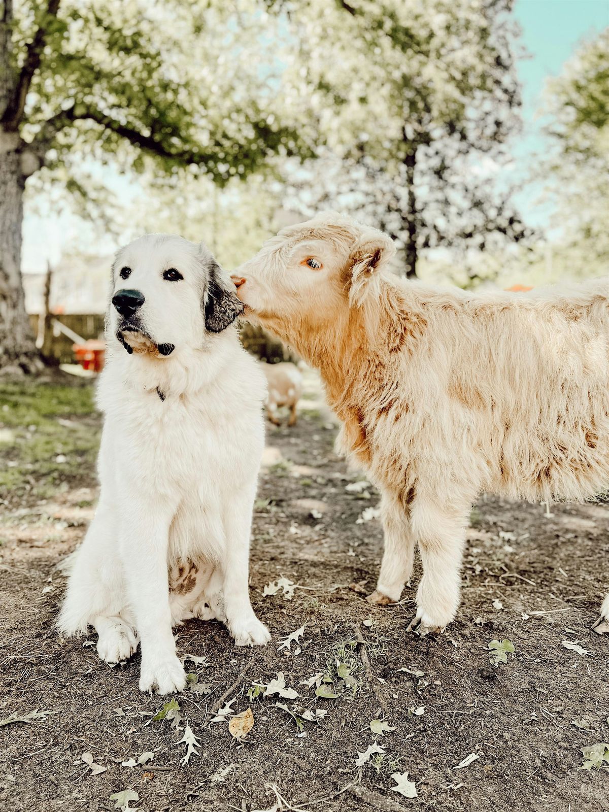 Candle Making with Goats