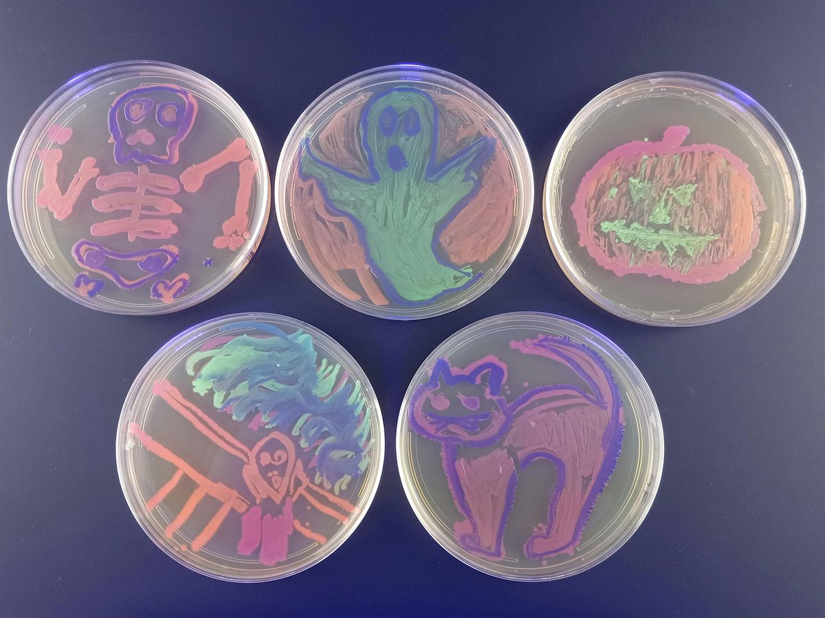 Family-Friendly Spooky Agar Art \u2013 Halloween Painting w\/ Bacteria!