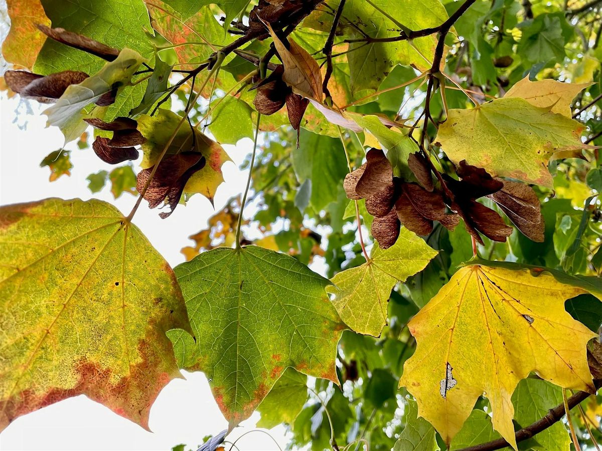 Halloween Leaf Craft at Muscliff Park