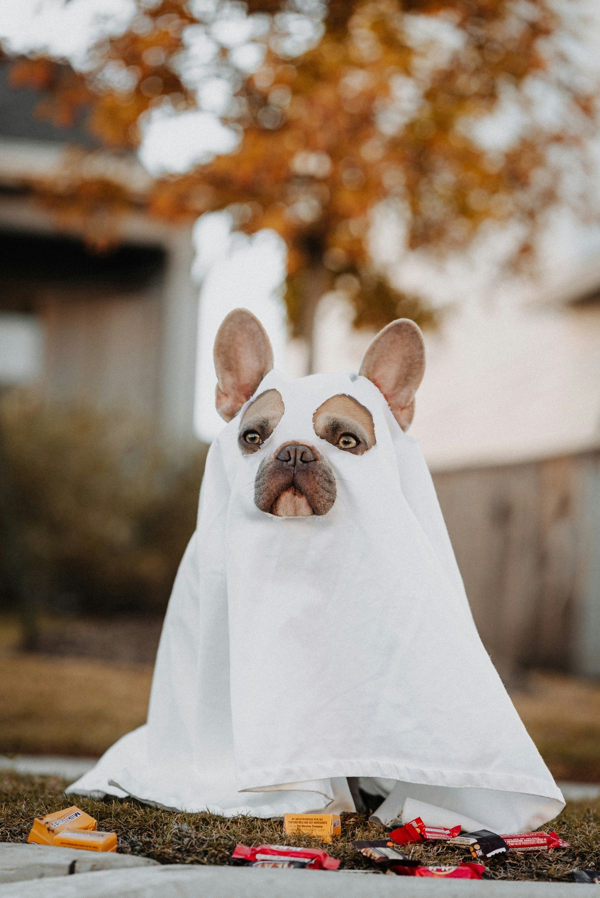 Halloween Pet Portraits & Fundraiser with Austin Humane Society