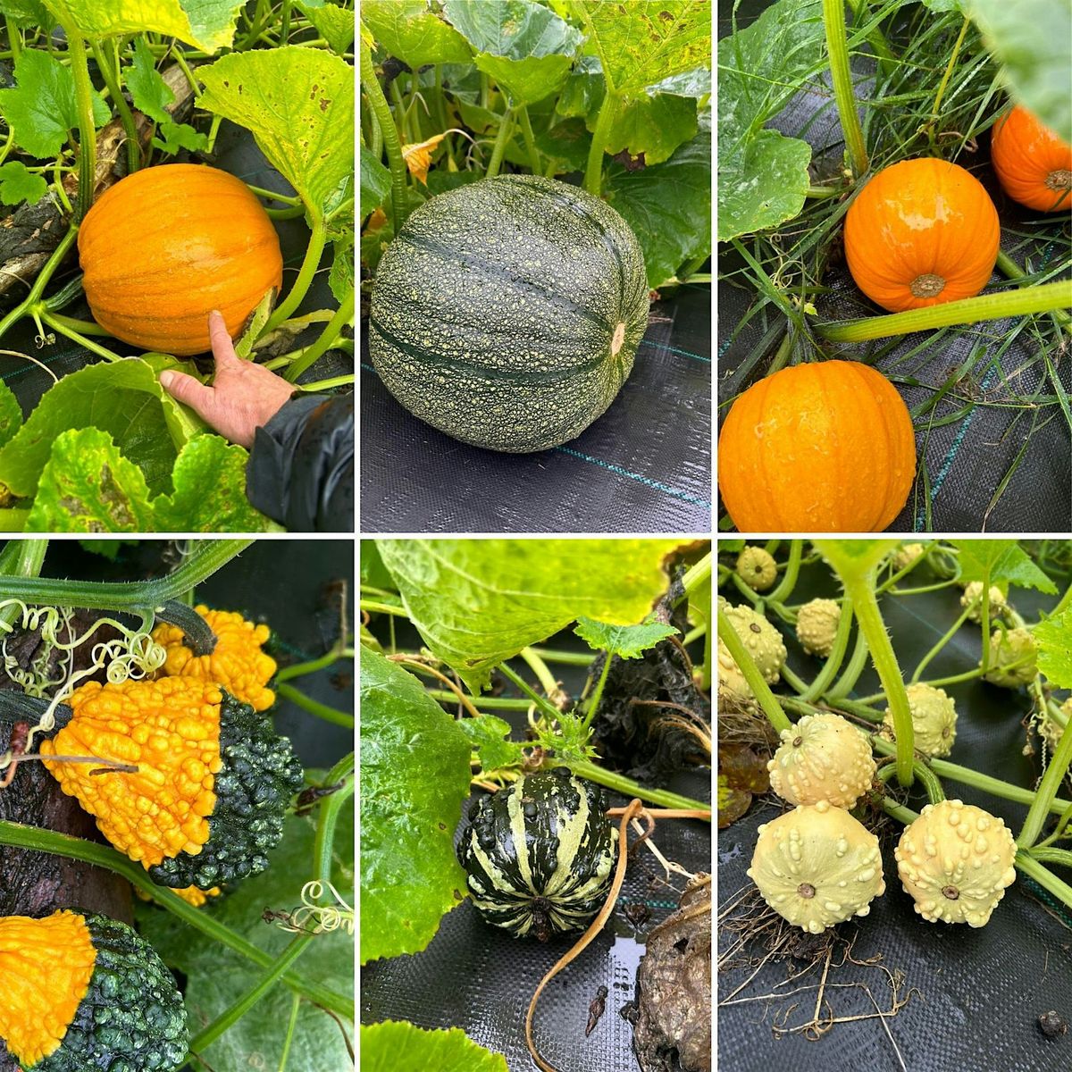 Pumpkin Picking at Hill of Tarvit