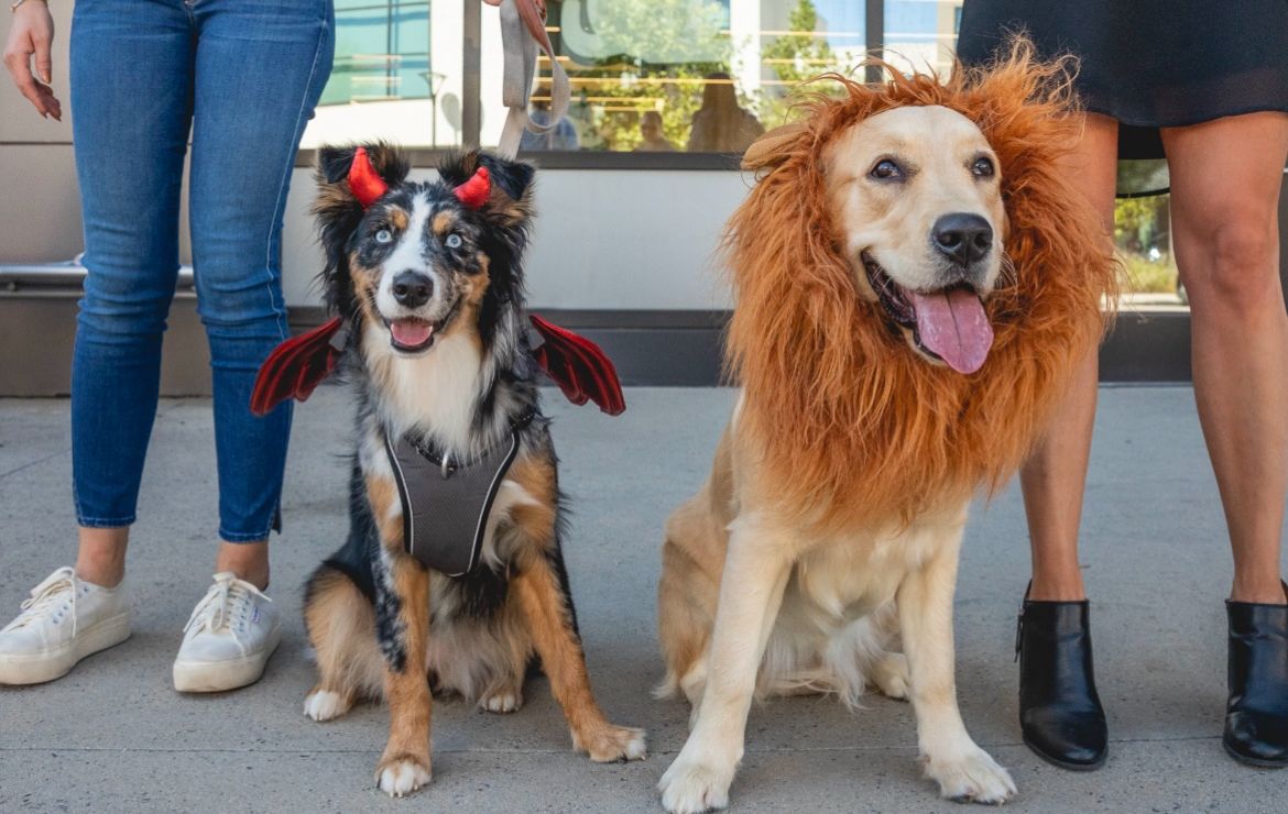 Howl-o-ween at Wag'N Bone