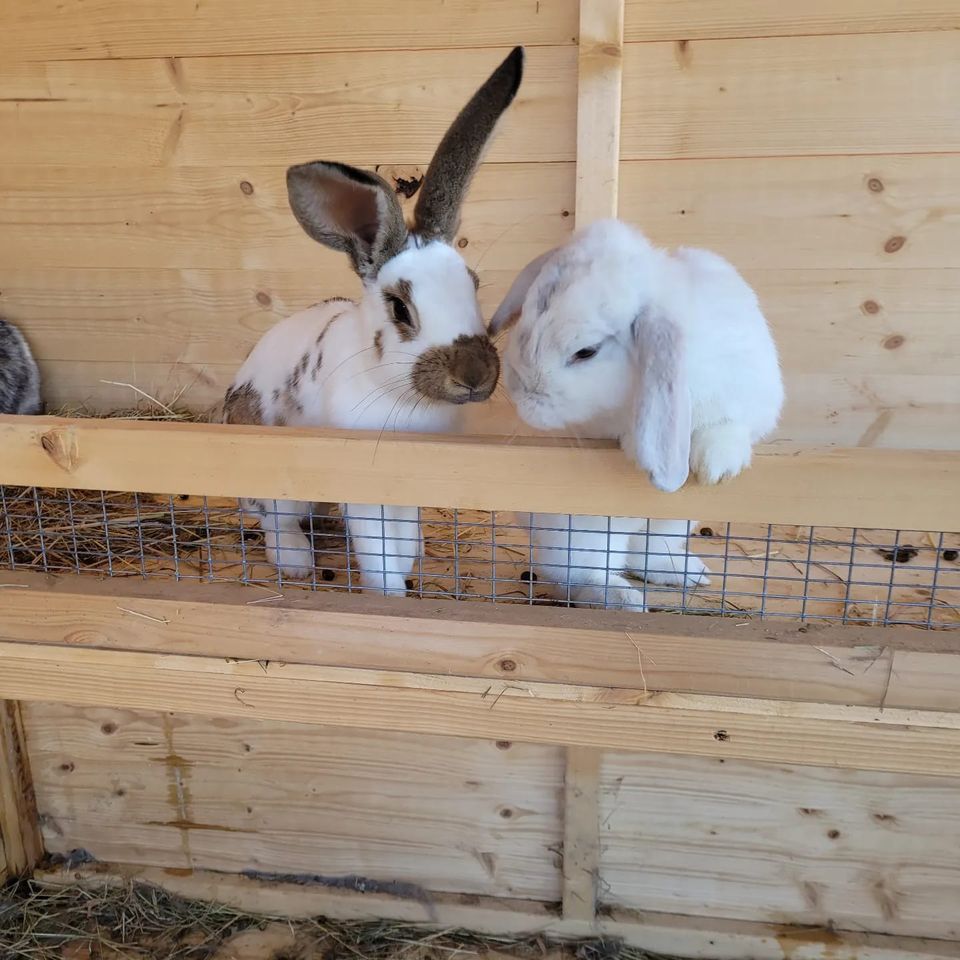 Easter extravaganza