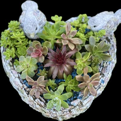 ILovetus Succulents Plant Shop