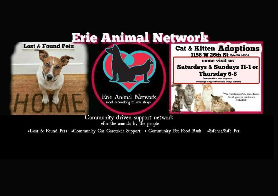 Trick Or Treat with Cats! Erie Animal Network October 29, 2023