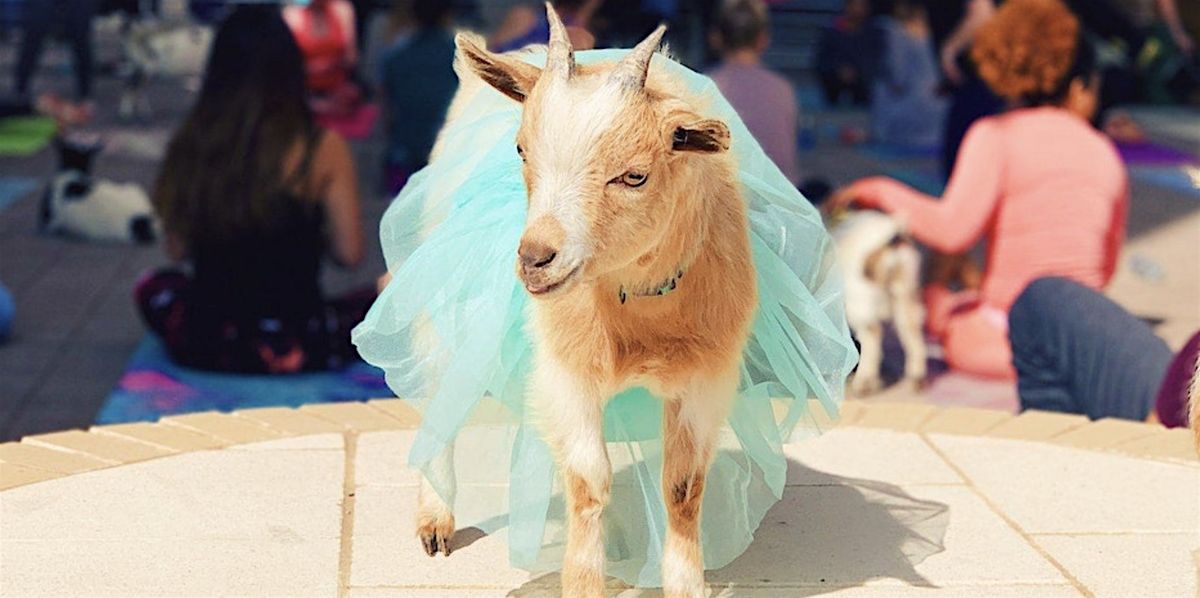 Halloween Costume Goat Yoga Dallas @ Harwood Park!