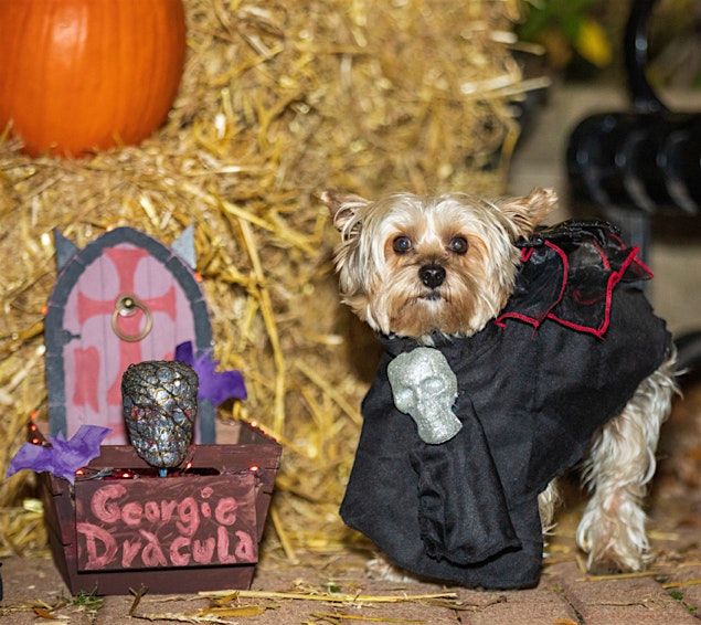 5th Annual Halloween Dog Costume Contest and Cupcake Truck
