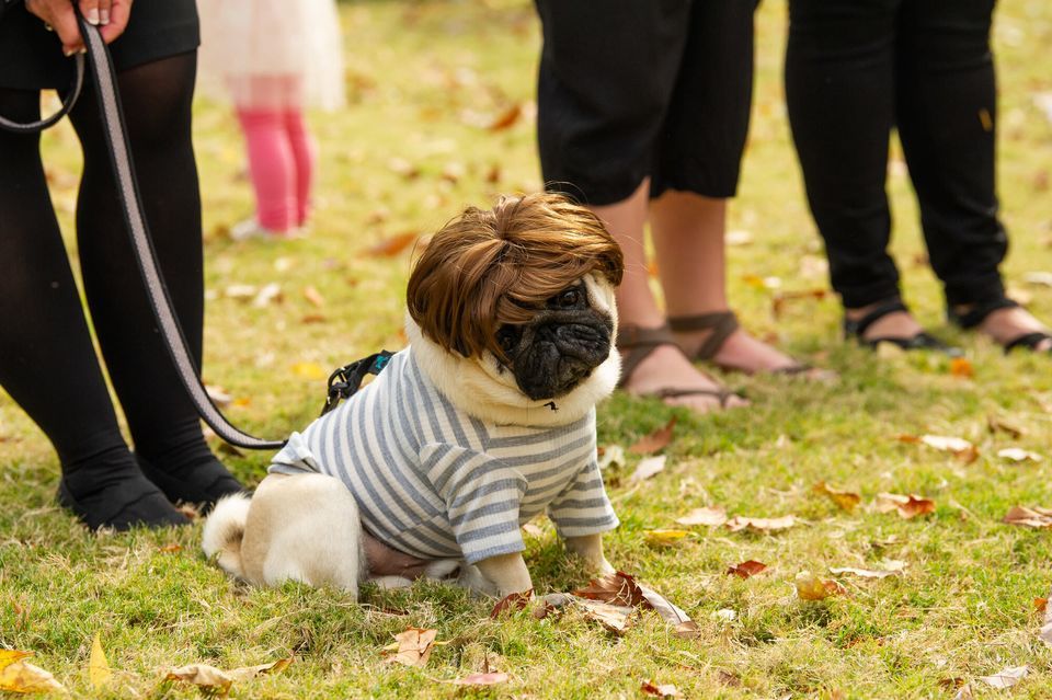Halloween Pooch Party at Cheekwood Cheekwood, Nashville, TN October