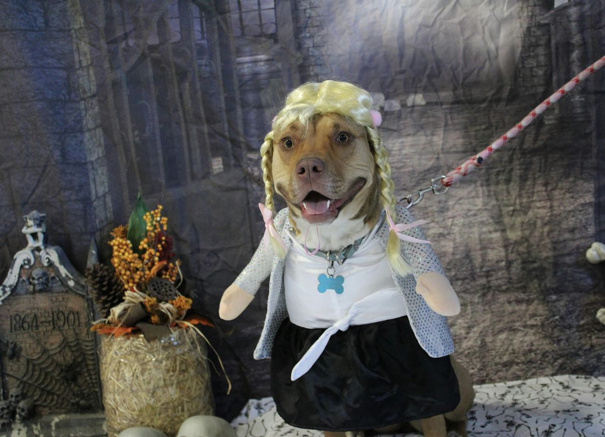 Halloween Pawty
