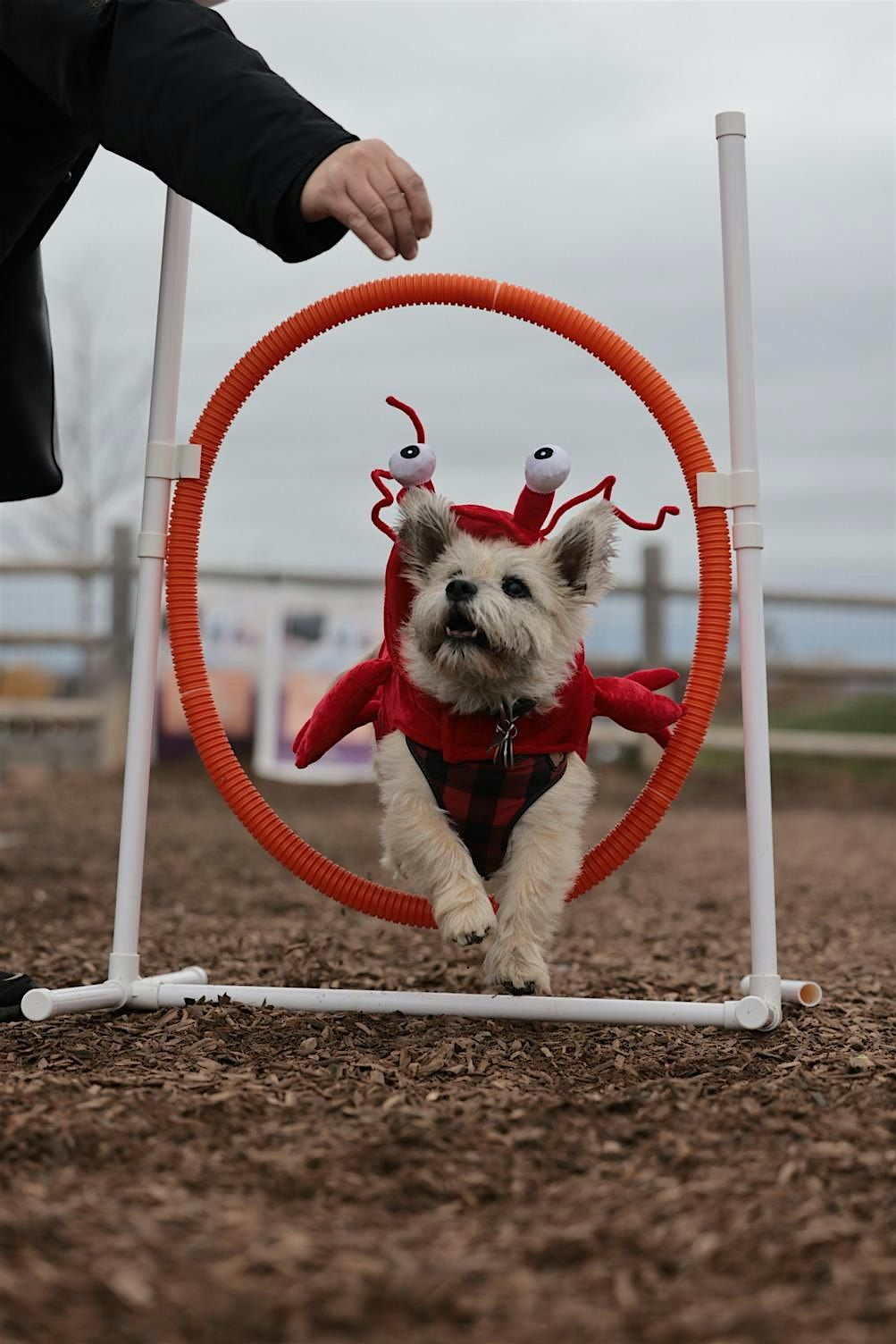 Howl-O-Ween Unleashed | Hall-Ouuuh-Ween d\u00e9cha\u00een\u00e9e