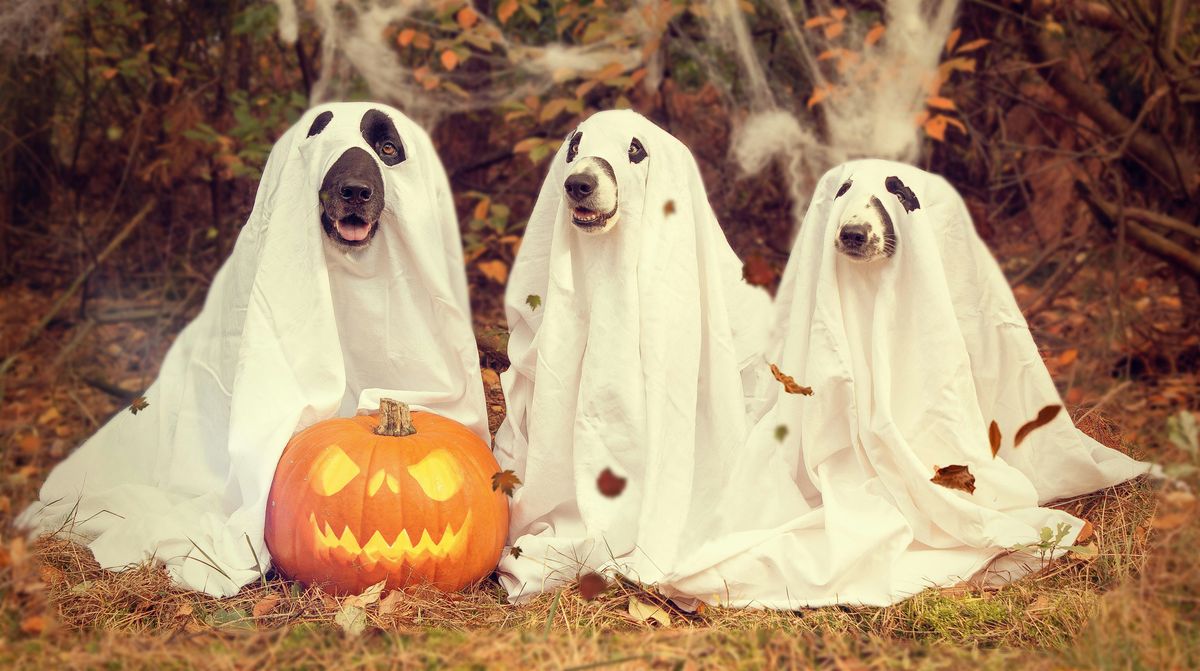 Doggy spooktacular