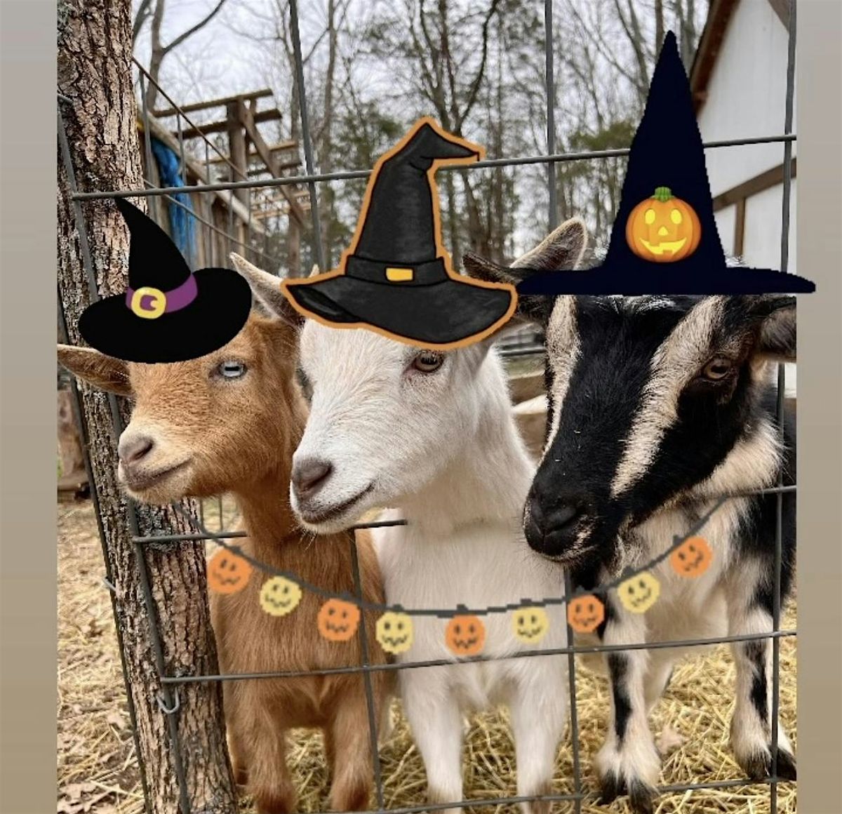 Goat Yoga Nashville- Halloween Spooktacular