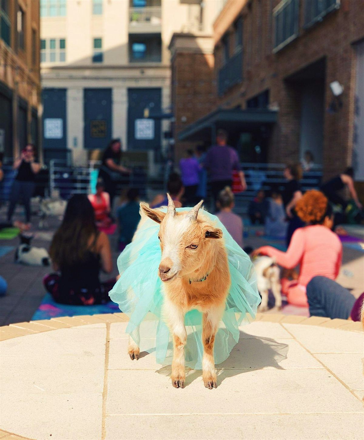 Halloween Costume Goat Yoga @ Toyota Music Factory!