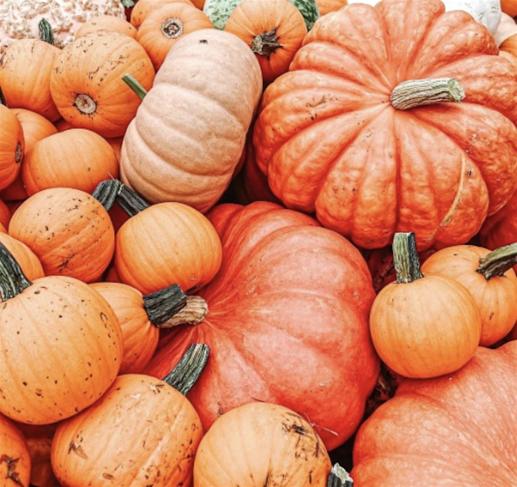 AJs on Hanover Annual Pumpkin Painting Night
